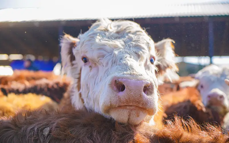  скот, крс, бык