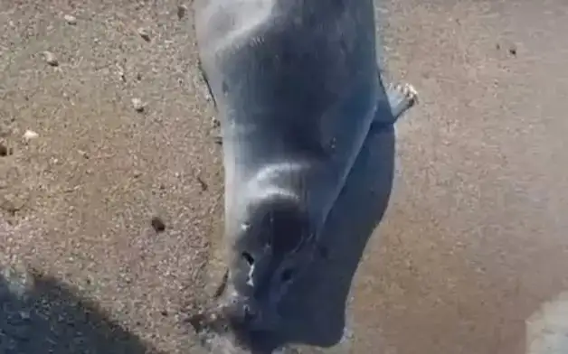 seals
