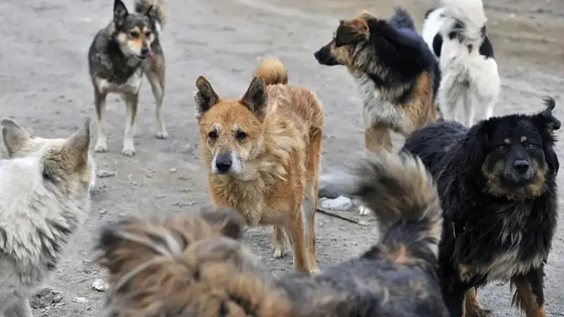 Бұралқы жануарларды ату проблеманы шеше алмайды – заңгер