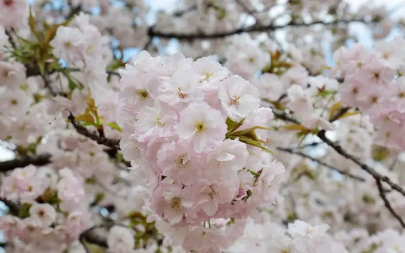 Cherry blossom