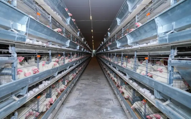 В Шымкенте запущена птицефабрика мощностью 72 млн яиц в год