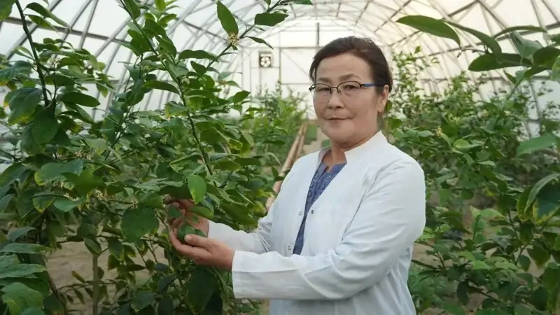 Қизилўрдалик олим иссиқхонада банан ва лимон етиштиради