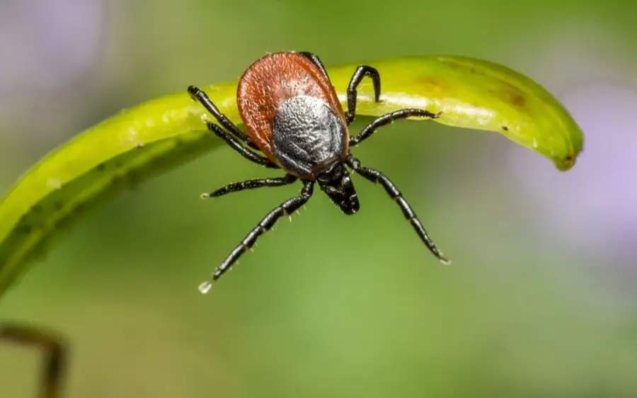 жалаңаш письки бар қисық модельдер