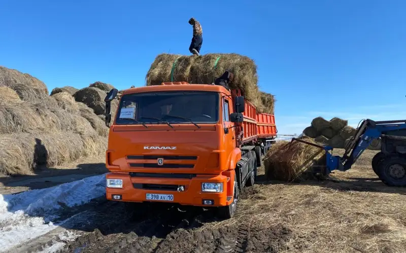 Скот из подтопленных сел в Костанайской области обеспечивают кормами