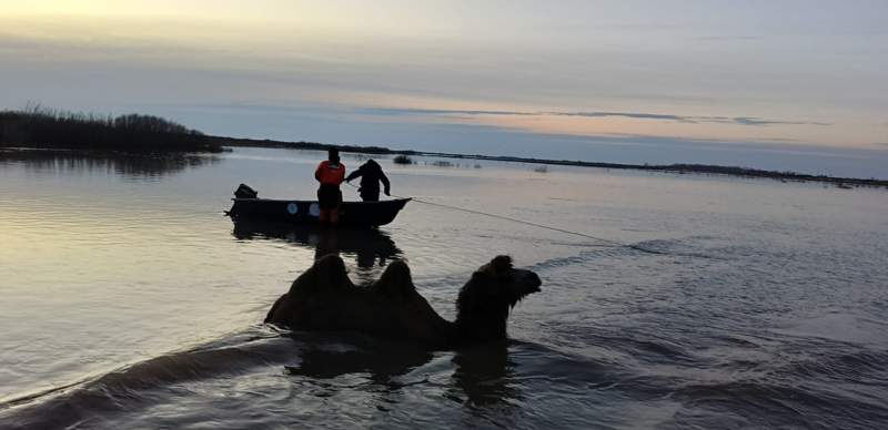 Впервые акмолинским спасателям пришлось вызволять из воды верблюдов