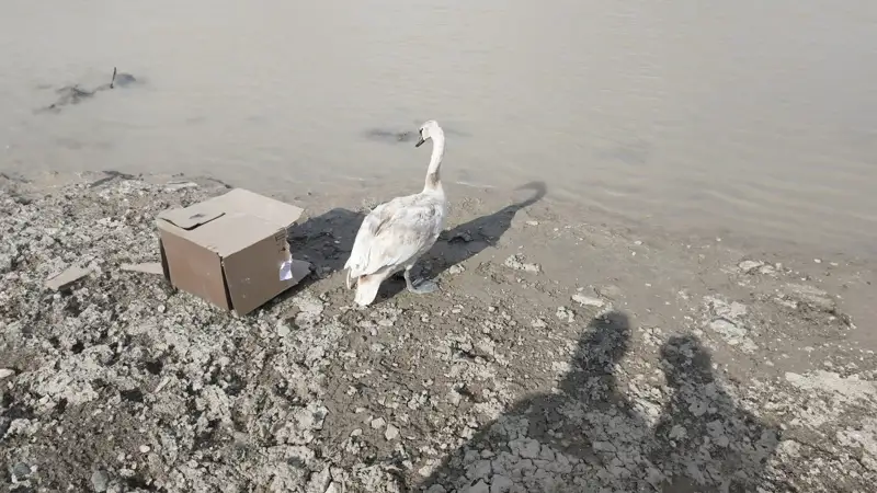 Лебедей выпустили на волю в Мангистауской области