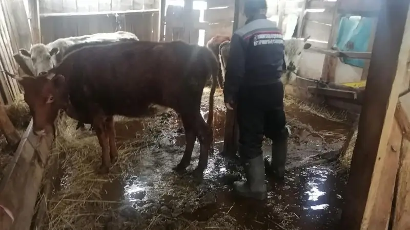 Скот перемещают в безопасные места