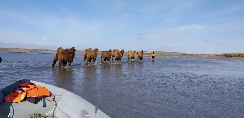 спасение верблюдов 