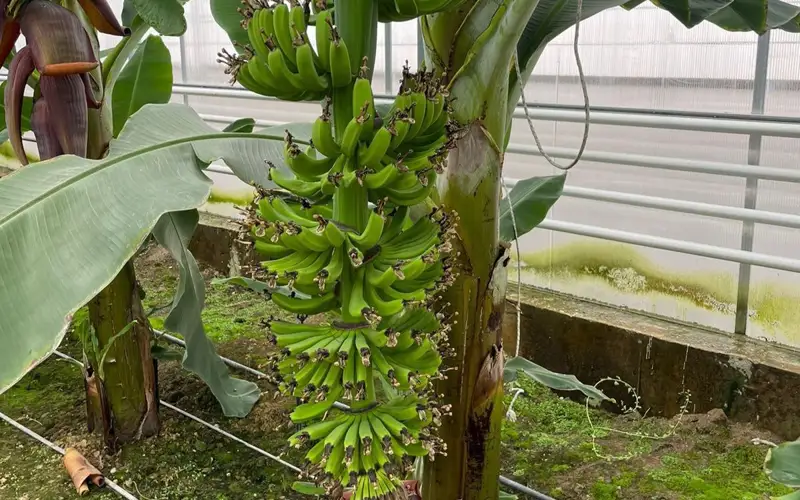 банановое дерево