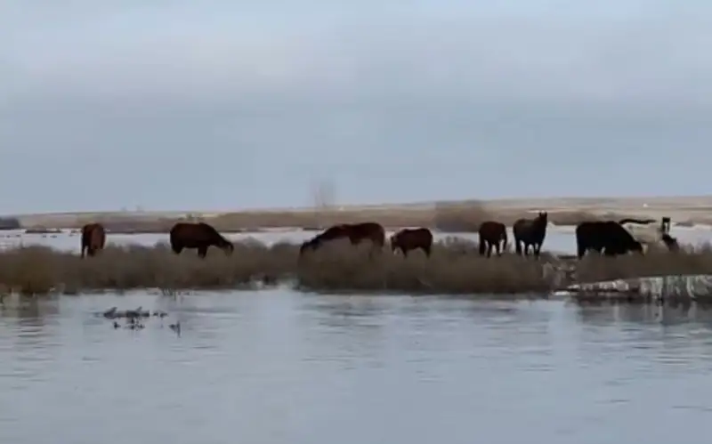 спасение лошадей