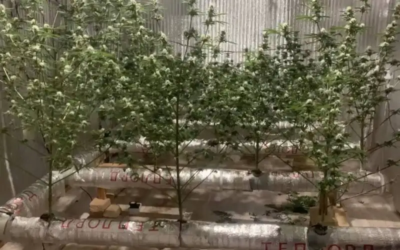 конопля в квартире