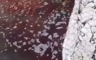 Кроваво-красный цвет воды реки Кошкар-ата напугал жителей Шымкента