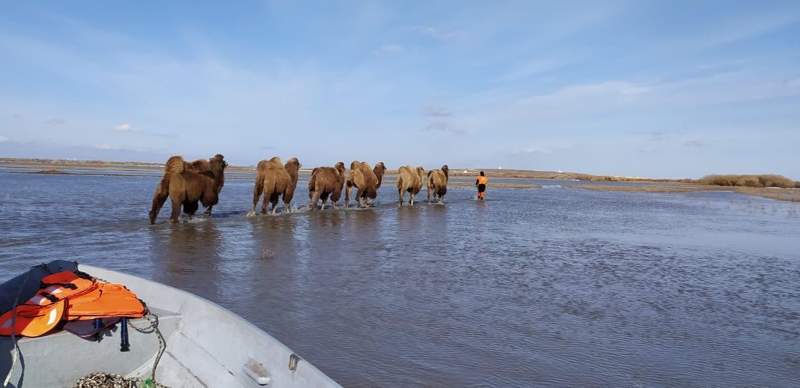 Camels are being saved in the Akmola Region. Photo credit: Akmola Region akimat