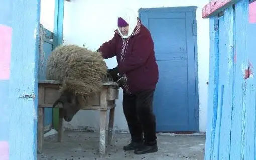 стрижка овец, овца, бабушка, апашка, пожилые, пенсионеры