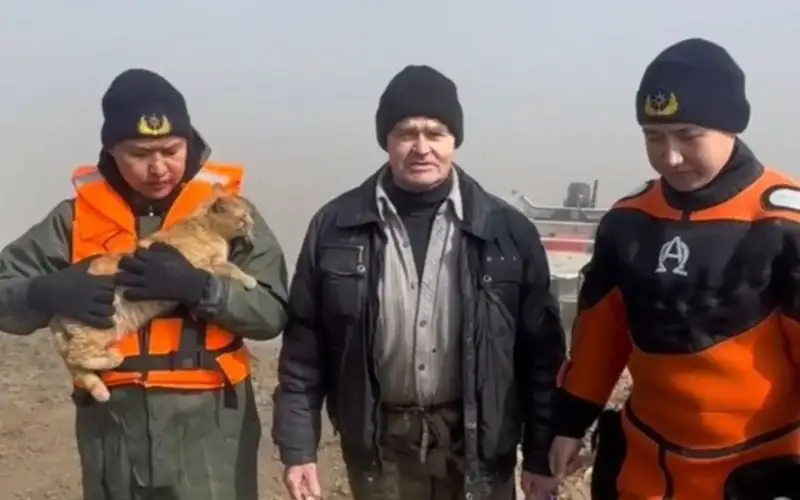 Паводковая робинзонада: сторож и кот оказались отрезанными от внешнего мира в Акмолинской области