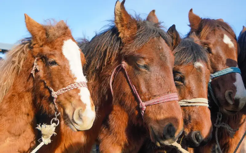 кони, лошади, скот