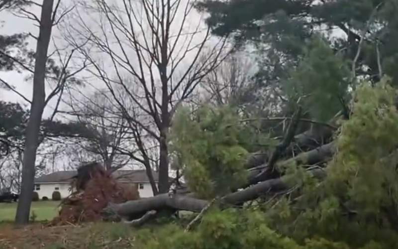 Упало дерево от землетрясения в Нью-Йорке Нью-Йорк, землетрясение, дерево, Америка, США