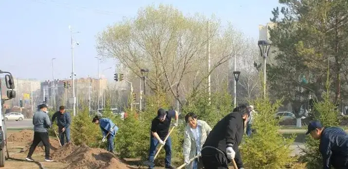 посадка, благоустройство 