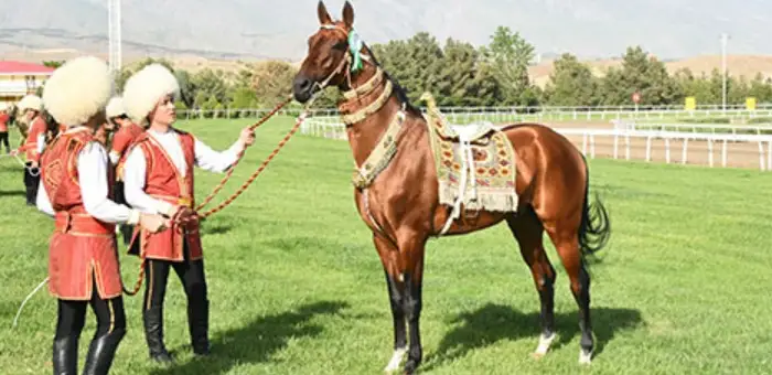 Конкурс красоты ахалтекинских коней пройдет в Туркменистане