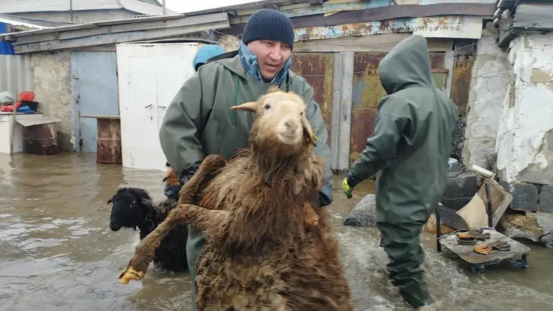 мал суға кетті