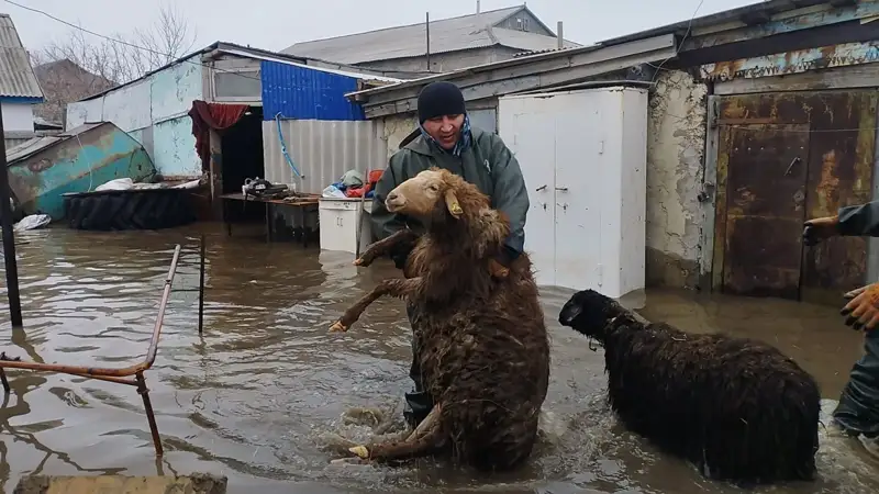 mal sýǵa ketti