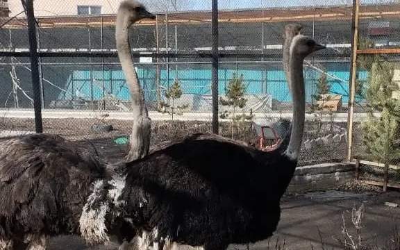 Ostriches in Karaganda 