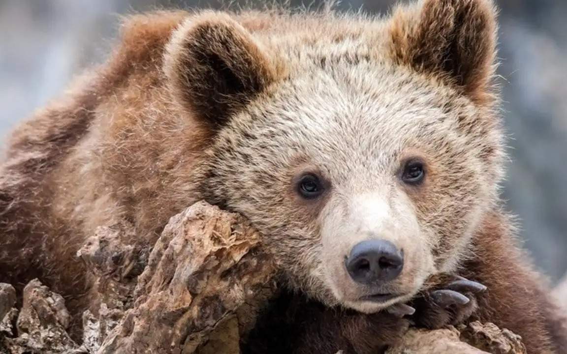 Karaganda Zoo welcomes a brown bear cub