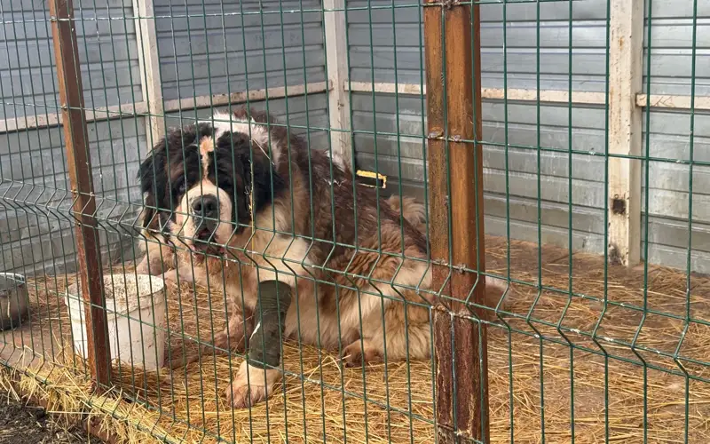 Приют для животных, собаки, животные, бродячие животные