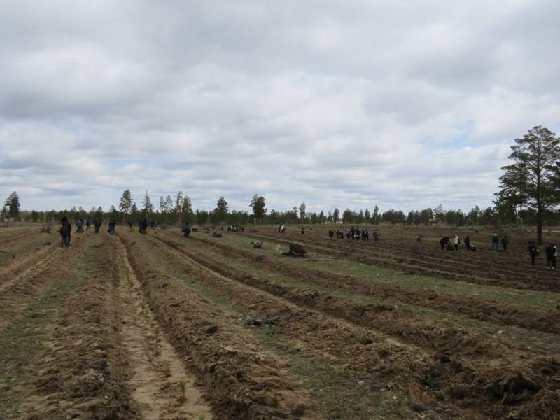 Посадка саженцев сосны в области Абай