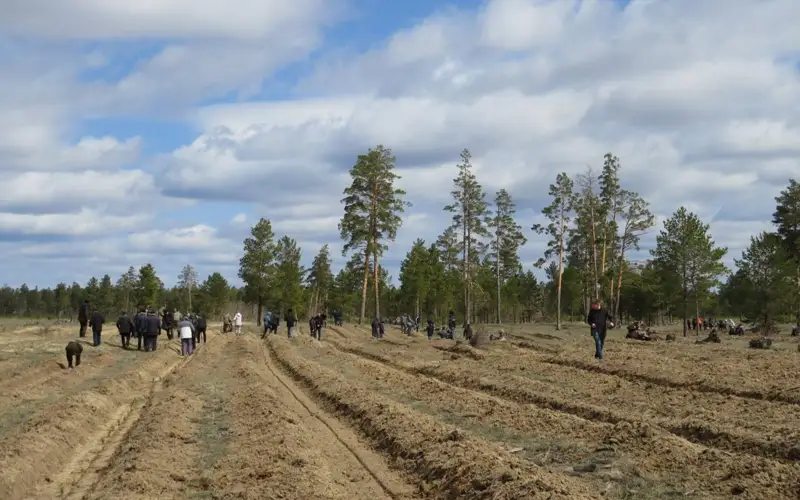 В области Абай высадили около 24 тысяч саженцев сосны