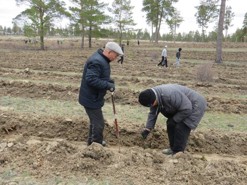 Посадка саженцев сосны в области Абай Посадка саженцев сосны в области Абай