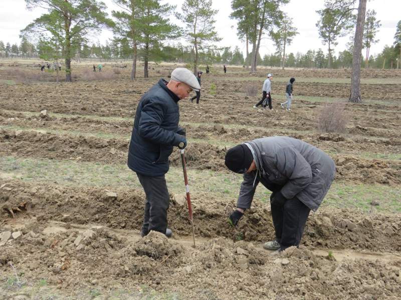 Посадка саженцев сосны в области Абай