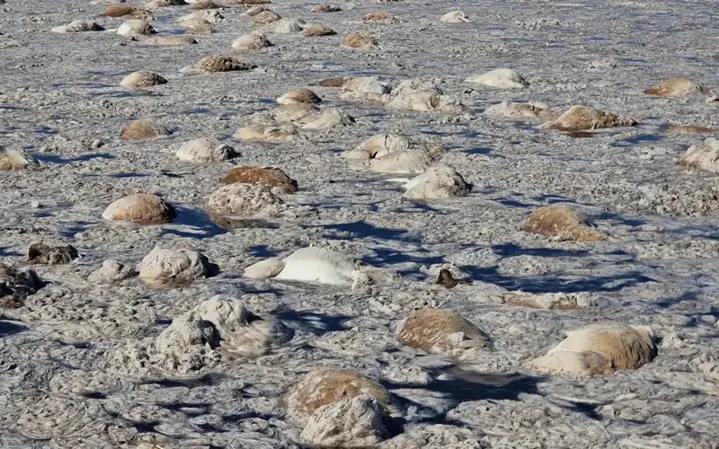 Фото: Бөкей ордасы ауданы әкімдігінен