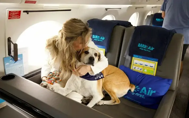 Авиакомпания, собаки, животные, питомцы, домашние животные