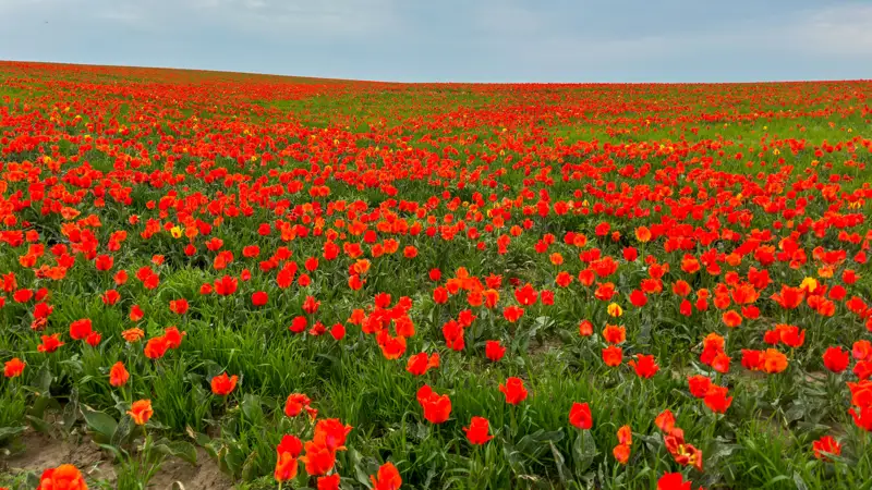 Туркестанская область