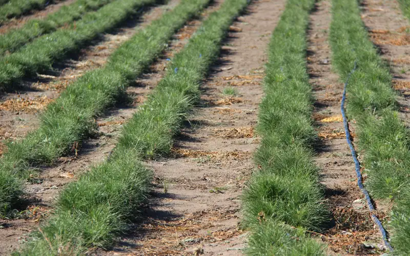 саженцы сосны