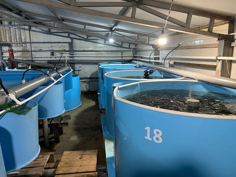 рыбная ферма, рыба, производство