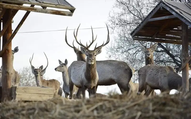 бухарские олени
