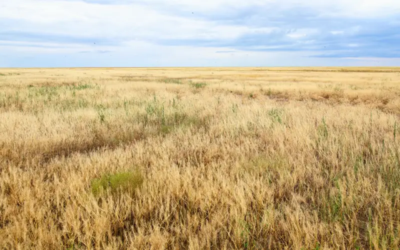 земля, степь