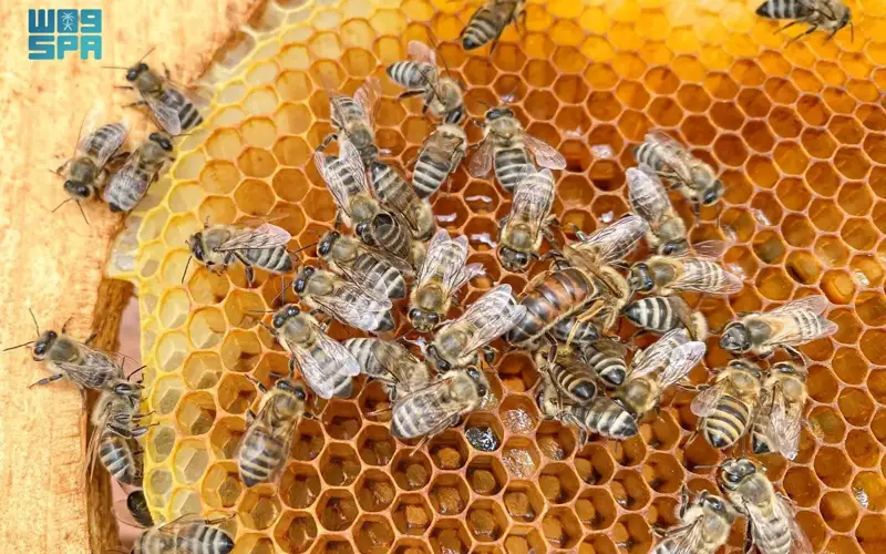 Honey
