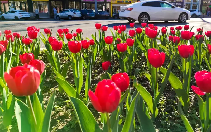 Tulips