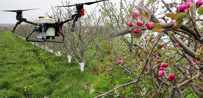яблоневый сад в крестьянском хозяйстве в селе Байдибек Би Алматинской области