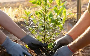 500 саженцев абрикоса посадили в горах близ Алматы