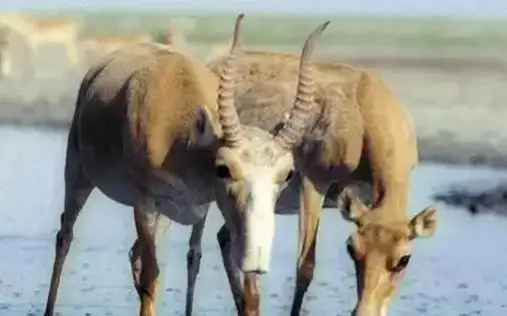 Saiga
