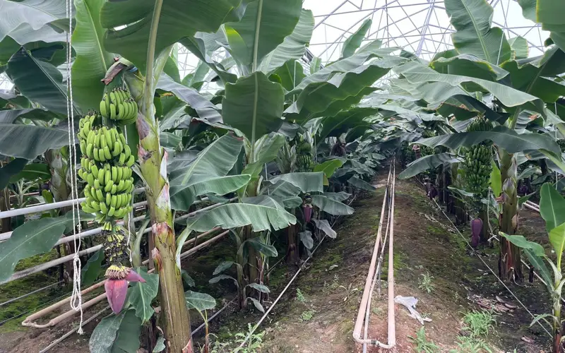 Түркістан облысы