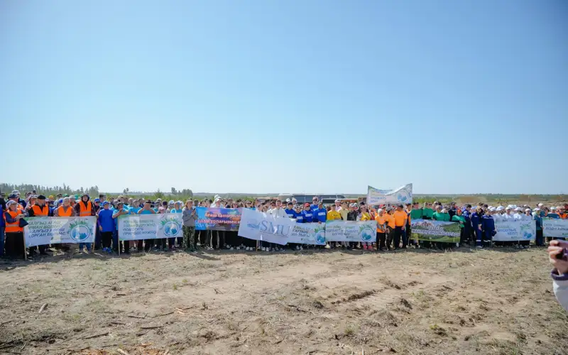 Семей орманы, посадка сосны