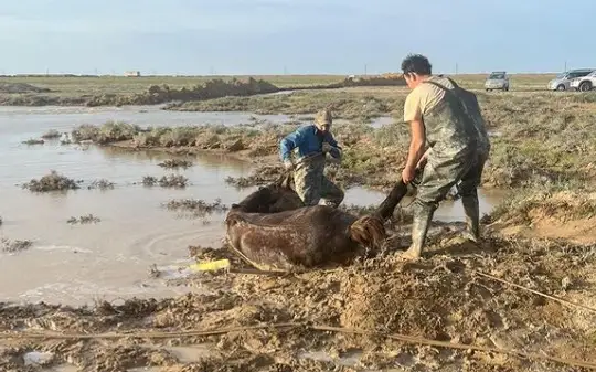 В Кульсары из водной ловушки спасли 9 лошадей