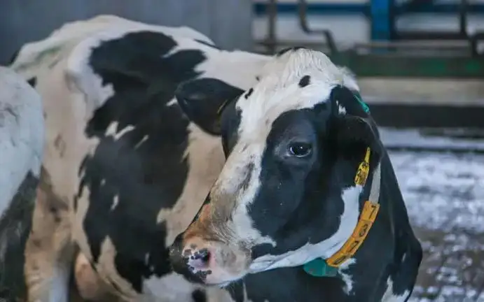 крупный рогатый скот