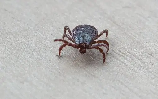 Japan observes rise in tick-borne infections