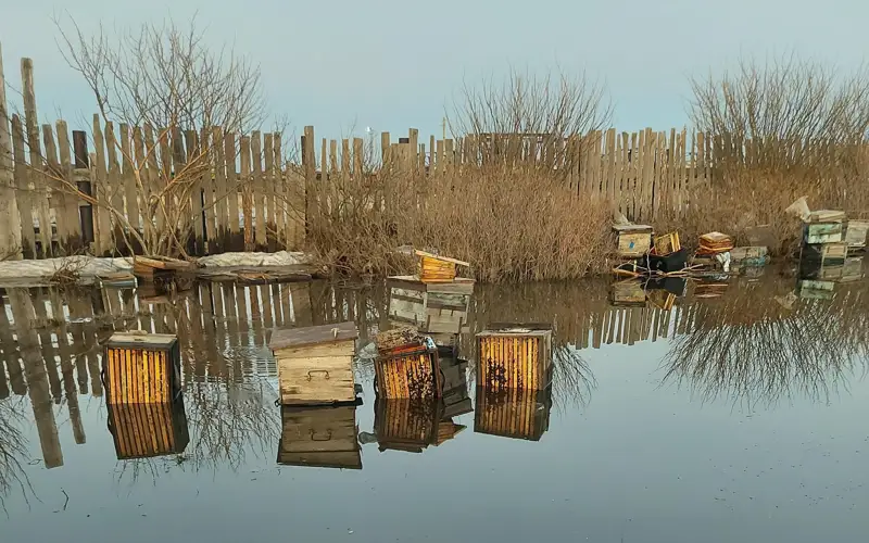 Во время паводков у павлодарского фермера утонула пасека
